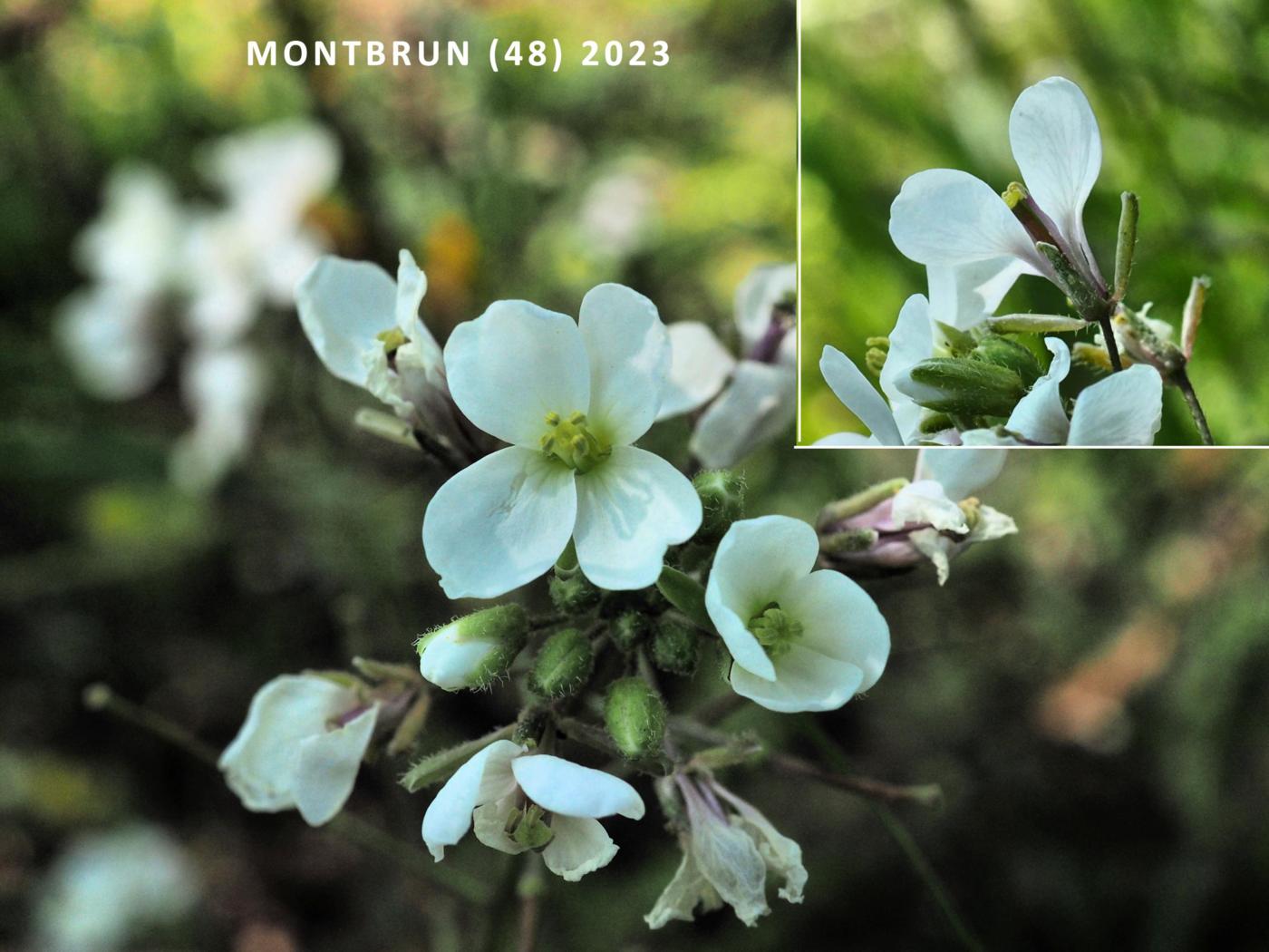 Rocket, White flower